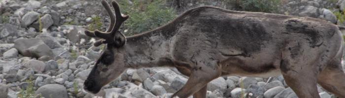 boreal caribou